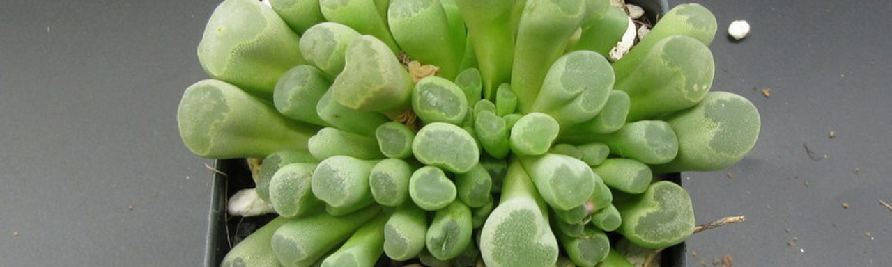 Frithia Frithia